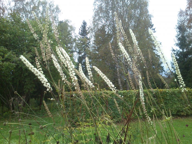 Cimicifuga simplex  'White Pearl'